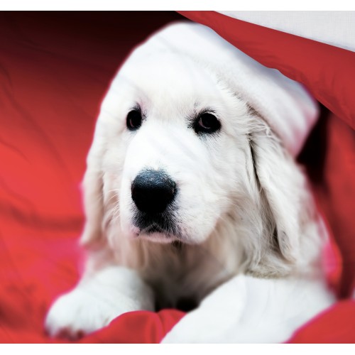 COPRIPIUMINO Rasatello HD FOTOGRAFICO CANE Labrador Natalizio